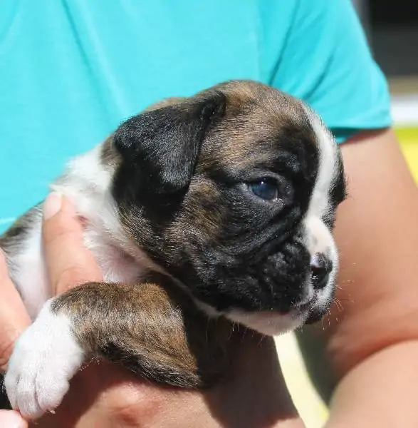 Boxer puppies for sale in Gillette WY | Boxer puppy for sale near me | Nordom – German Boxers Kennel