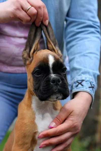 Boxer puppies for sale in Greensboro NC | Boxer puppy for sale near me | Nordom – German Boxers Kennel