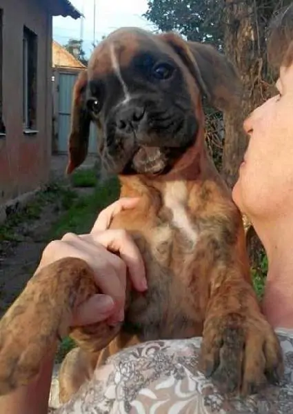 Boxer puppies for sale in Gulfport MS | Boxer puppy for sale near me | Nordom – German Boxers Kennel