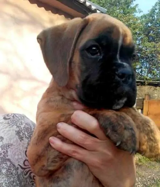 Boxer puppies for sale in Harrisburg PA | Boxer puppy for sale near me | Nordom – German Boxers Kennel