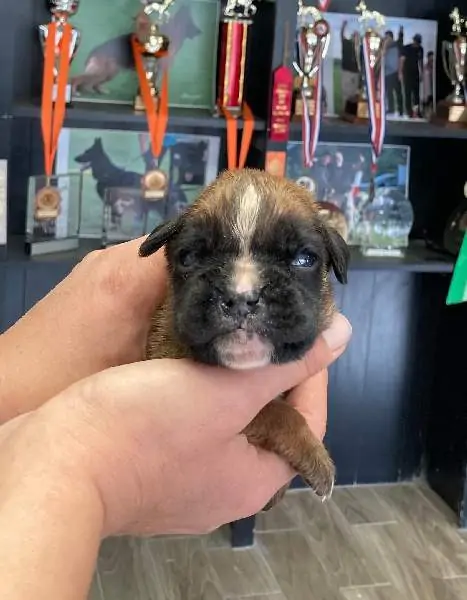 Boxer puppies for sale in Hastings MN | Boxer puppy for sale near me | Nordom – German Boxers Kennel