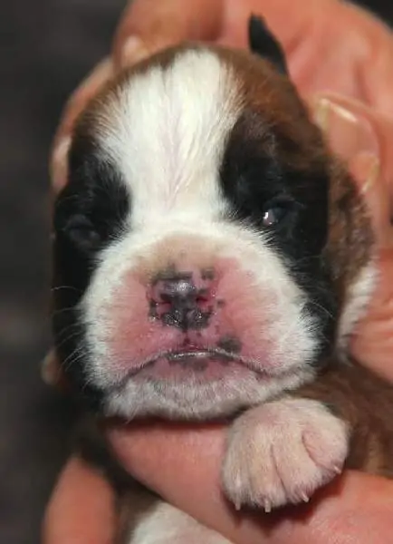 Boxer puppies for sale in Huntsville AL | Boxer puppy for sale near me | Nordom – German Boxers Kennel