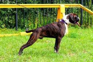 Boxer puppies for sale in Indianapolis IN | Boxer puppy near me | Nordom – German Boxers Kennel