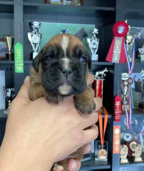 Boxer puppies for sale in Inland Empire CA | Boxer puppy near me | Nordom – German Boxers Kennel