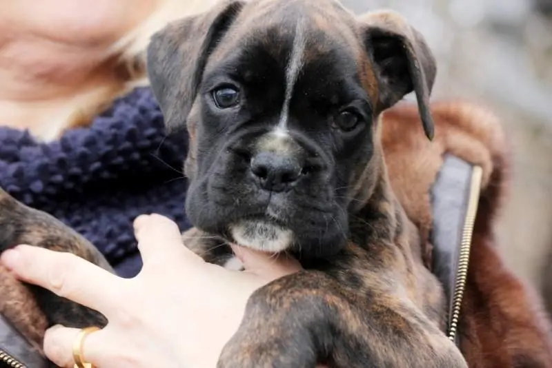 Boxer puppies for sale in Iowa City IA | Boxer puppy for sale near me | Nordom – German Boxers Kennel