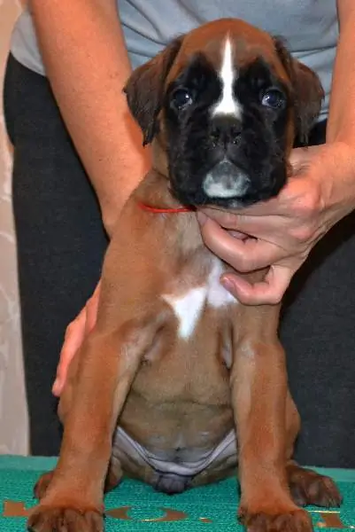 Boxer puppies for sale in Ithaca NY | Boxer puppy for sale near me | Nordom – German Boxers Kennel
