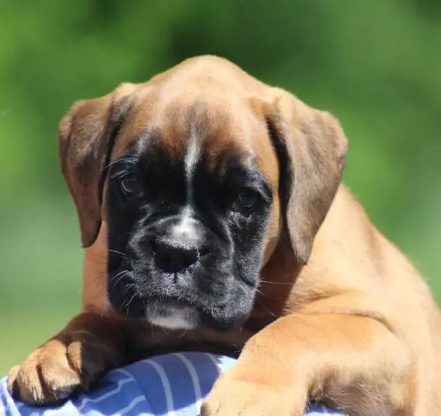 Boxer puppies for sale in Jackson MI | Boxer puppy for sale near me | Nordom – German Boxers Kennel