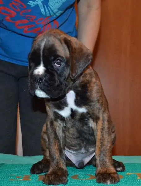 Boxer puppies for sale in Jersey City NJ | Boxer puppy near me | Nordom – German Boxers Kennel