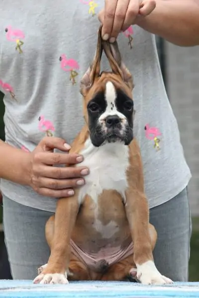 Boxer puppies for sale in Knoxville TN | Boxer puppy for sale near me | Nordom – German Boxers Kennel