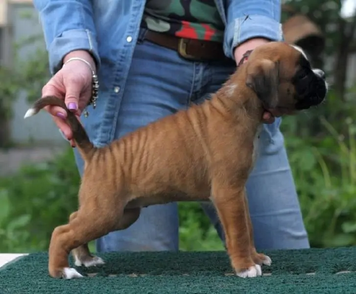 Boxer puppies for sale in Lafayette LA | Boxer puppy for sale near me | Nordom – German Boxers Kennel