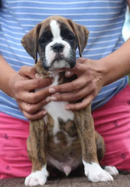 Boxer puppies sale Little Rock AR | Nordom Kennel | Nordom – German Boxers Kennel