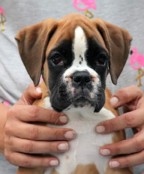 Boxer puppies sale Muscle Shoals AL | Nordom Kennel | Nordom – German Boxers Kennel