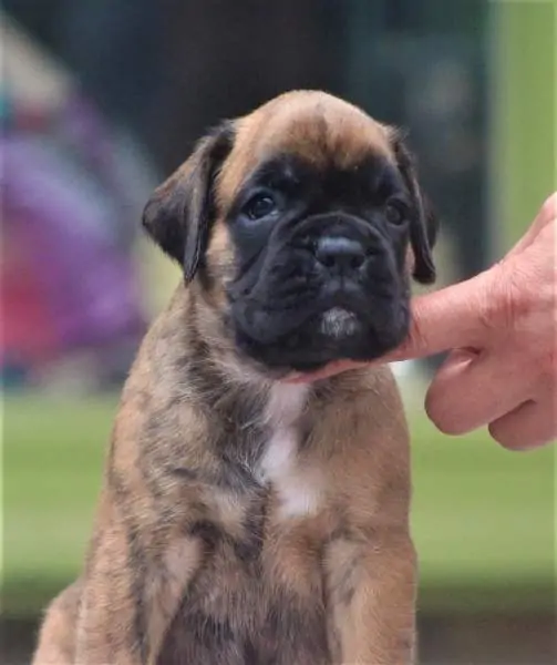 Boxer puppies sale Muskegon MI | Nordom Kennel | Nordom – German Boxers Kennel