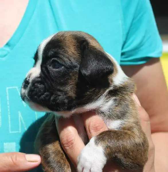 Boxer puppies sale New York City NY | Nordom Kennel | Nordom – German Boxers Kennel
