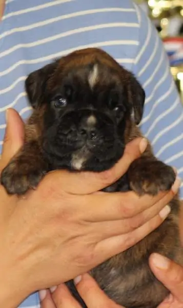 Boxer puppies sale Normal IL | Nordom Kennel | Nordom – German Boxers Kennel