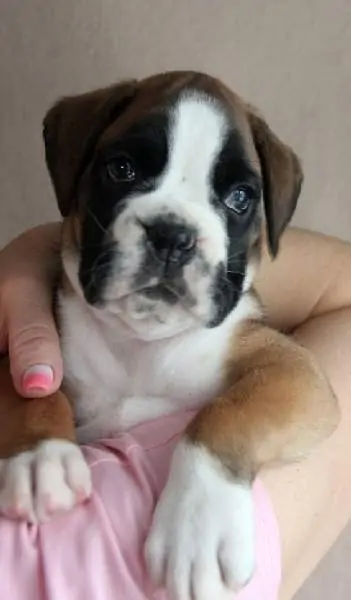 Boxer puppies sale Palm Springs CA | Nordom Kennel | Nordom – German Boxers Kennel