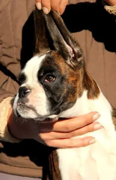 Boxer puppies sale Plymouth MN | Nordom Kennel | Nordom – German Boxers Kennel