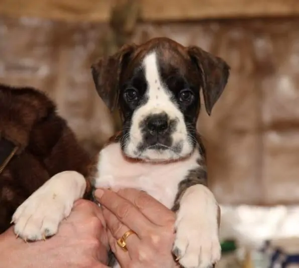 Boxer puppies sale Providence RI | Nordom Kennel | Nordom – German Boxers Kennel