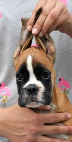 Boxer puppies sale Rawlins WY | Nordom Kennel | Nordom – German Boxers Kennel