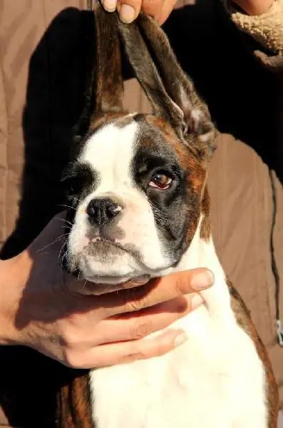 Boxer puppies sale Sacramento CA | Nordom Kennel | Nordom – German Boxers Kennel