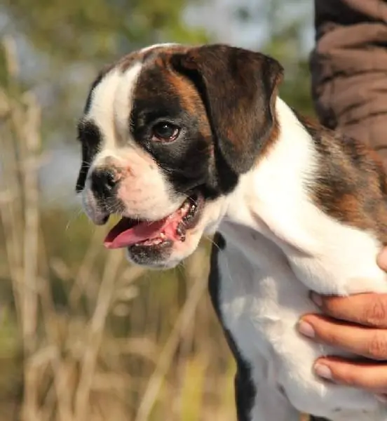 Boxer puppies sale Salem OR | Nordom Kennel | Nordom – German Boxers Kennel