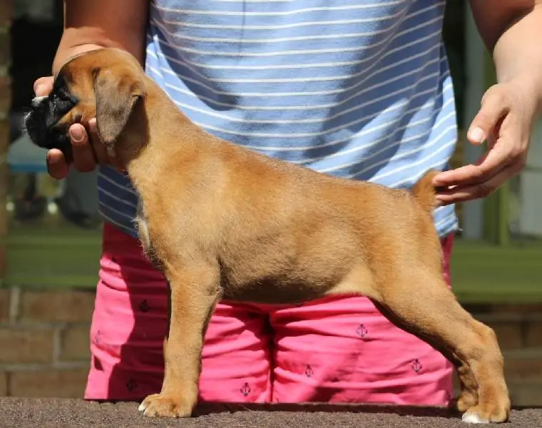 Boxer puppies sale San Luis Obispo CA | Nordom Kennel | Nordom – German Boxers Kennel