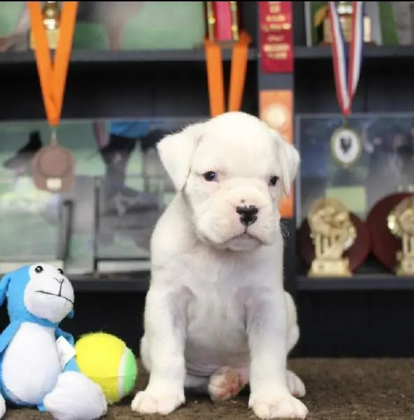 Boxer puppies sale Santa Barbara CA | Nordom Kennel | Nordom – German Boxers Kennel