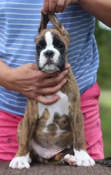 Boxer puppies sale Sartell MN | Nordom Kennel | Nordom – German Boxers Kennel