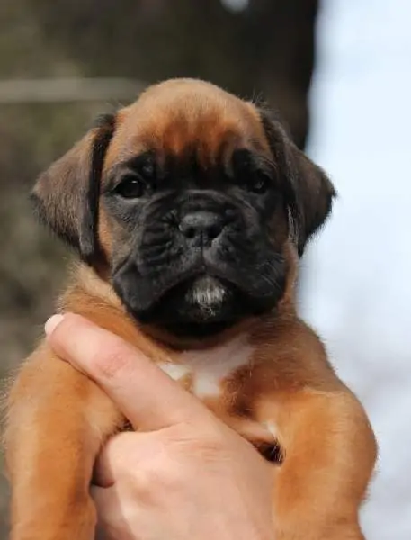 Boxer puppies sale Scranton PA | Nordom Kennel | Nordom – German Boxers Kennel