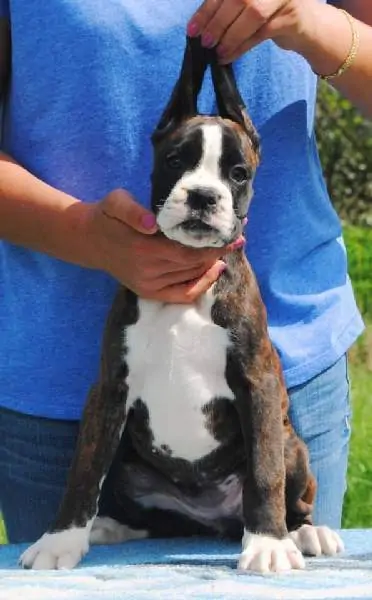 Boxer puppies sale South Bend IN | Nordom Kennel | Nordom – German Boxers Kennel