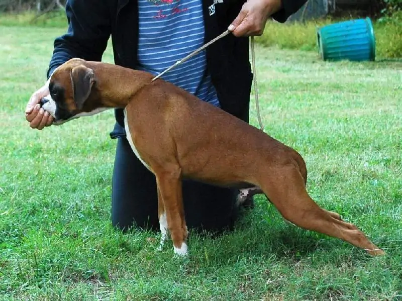 Boxer puppies sale St. Cloud MN | Nordom Kennel | Nordom – German Boxers Kennel