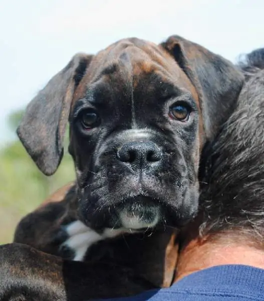 Boxer puppies sale Sturgis SD | Nordom Kennel | Nordom – German Boxers Kennel