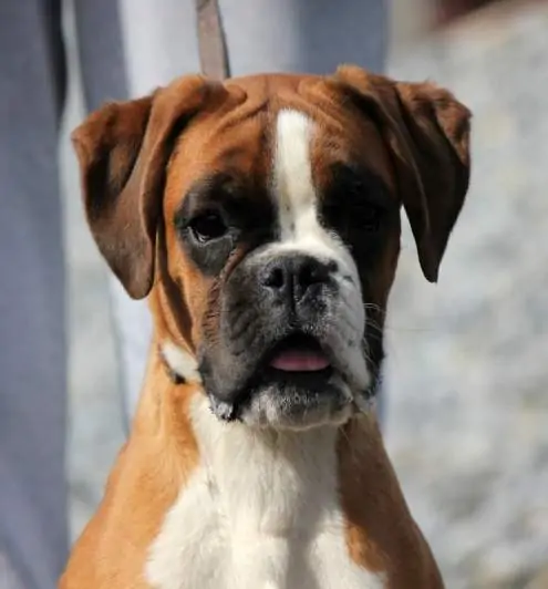 Boxer puppies for sale Waite Park MN | Nordom Kennel | Nordom – German Boxers Kennel