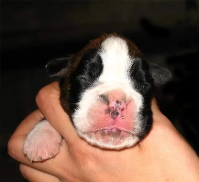 Boxer puppies sale Wheeling WV | Nordom Kennel | Nordom – German Boxers Kennel