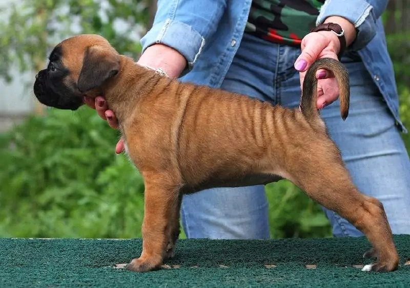 Boxer puppies sale Williamsport PA | Nordom Kennel | Nordom – German Boxers Kennel