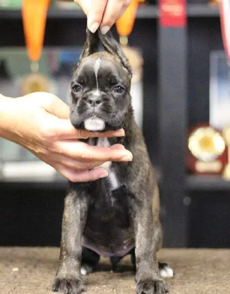 Boxer puppies sale Winston-Salem NC | Nordom Kennel | Nordom – German Boxers Kennel
