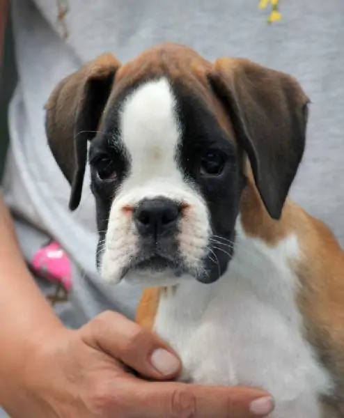 Boxer puppies sale Woonsocket RI | Nordom Kennel | Nordom – German Boxers Kennel