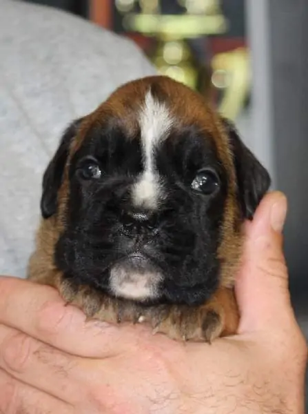 Boxer puppies for sale Yakima WA | Boxer puppy near me | Nordom – German Boxers Kennel