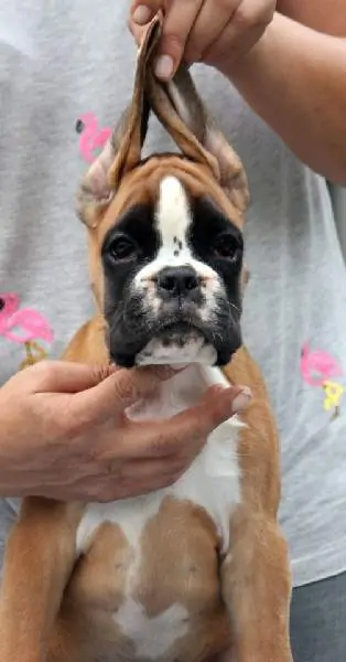 Boxer puppies for sale in York PA | Boxer puppy for sale | Nordom – German Boxers Kennel