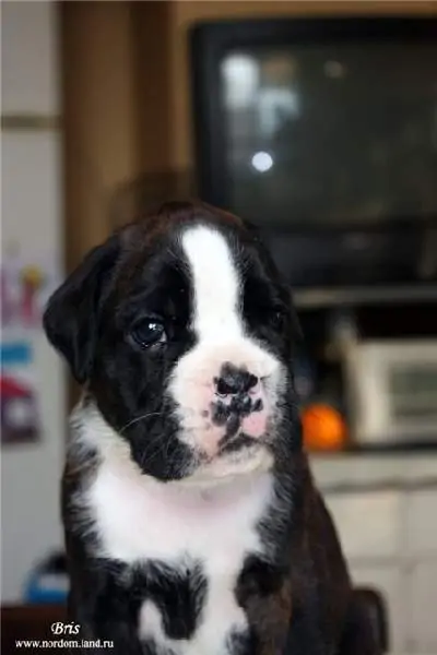 Boxer puppies sale Youngstown OH | Boxer puppy near me | Nordom – German Boxers Kennel