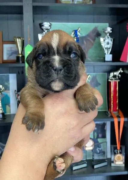 Boxer puppies for sale Yuma AZ | Boxer puppy for sale | Nordom – German Boxers Kennel