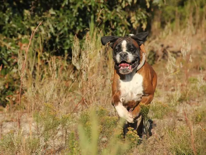 Learn how to care for your boxer in every season with tips for winter, summer, and beyond. Keep your dog healthy, comfortable all year long!