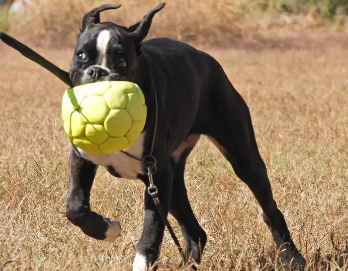 Discover how boxers dominate canine sports with their athleticism, intelligence, and energy. Learn how to get started!