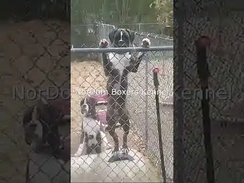 Watch a young adorable Boxer puppy stand on hind legs, yearning for a family to call its own. Video Nordom German Boxers Kennel