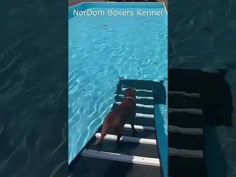 Join Boxer Chunga Change NorDom as she overcomes fear to fetch a toy in the pool for the first time. Video Nordom German Boxers Kennel