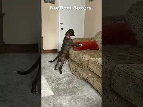 Watch a cat gracefully reach the windowsill and a Boxer dog's eager reaction. Video Nordom German Boxers Kennel