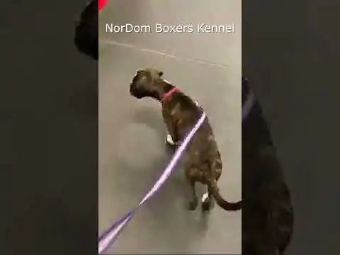 Watch Boxer Grammy NorDom explore a pet store, delighting in new scents and sights on her first visit. Video Nordom German Boxers Kennel