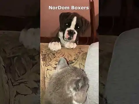 Uncover the pinnacle of health and lineage with Nordom's European Boxers, bred for their superior health and elite ancestry. Boxer meets cat.