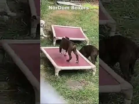 Enjoy the playful antics of three brindle and one white Boxer puppies as they energetically bounce on trampolines. Video Nordom Boxers Kennel