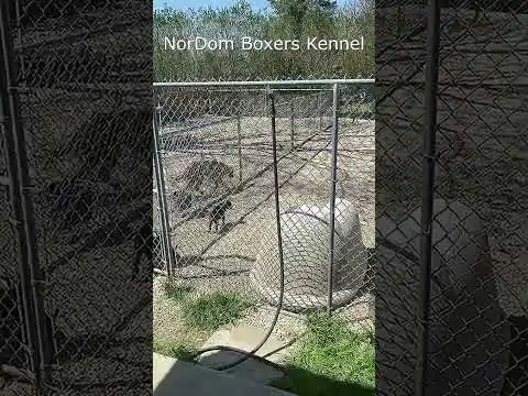 Six energetic boxer puppies walk and play in a sun-drenched enclosure, full of life and joyful antics. Nordom Boxer Kennel